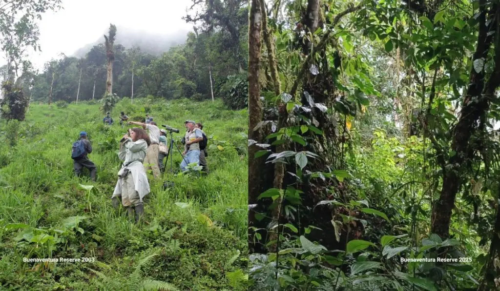 Photos from the same location in Buenaventura, one from 2003 and one from 2025, show the recovery of forests in just over two decades.