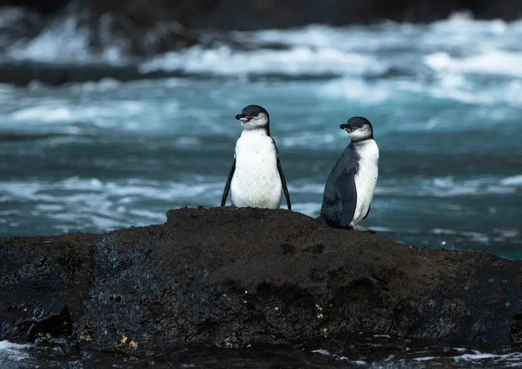 Pingüino de Galápagos